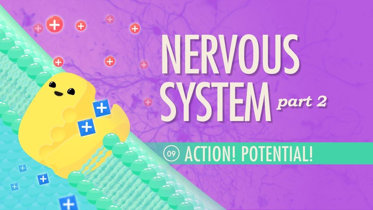 The Nervous System, Part 2 Action! Potential! Crash Course A&P 9