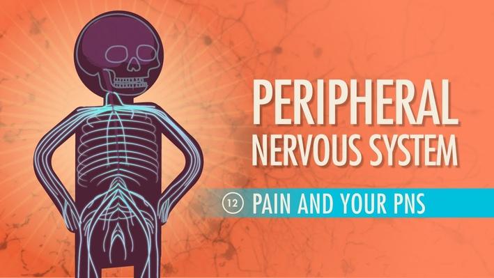 Peripheral Nervous System | Crash Course A&P 12 | Science, Health and ...