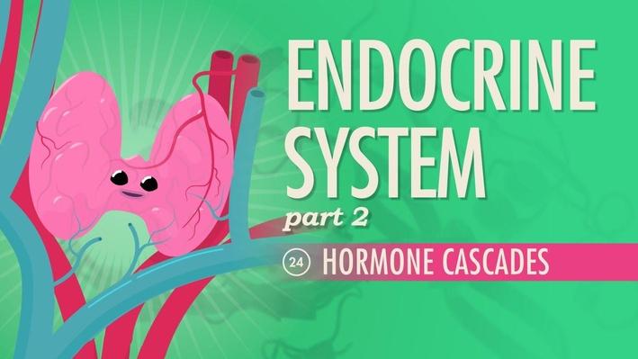 Endocrine System Part 1: Glands Hormones Crash Course A P 23 Endocrine System Part 1: Glands Hormones Crash Course A P 23