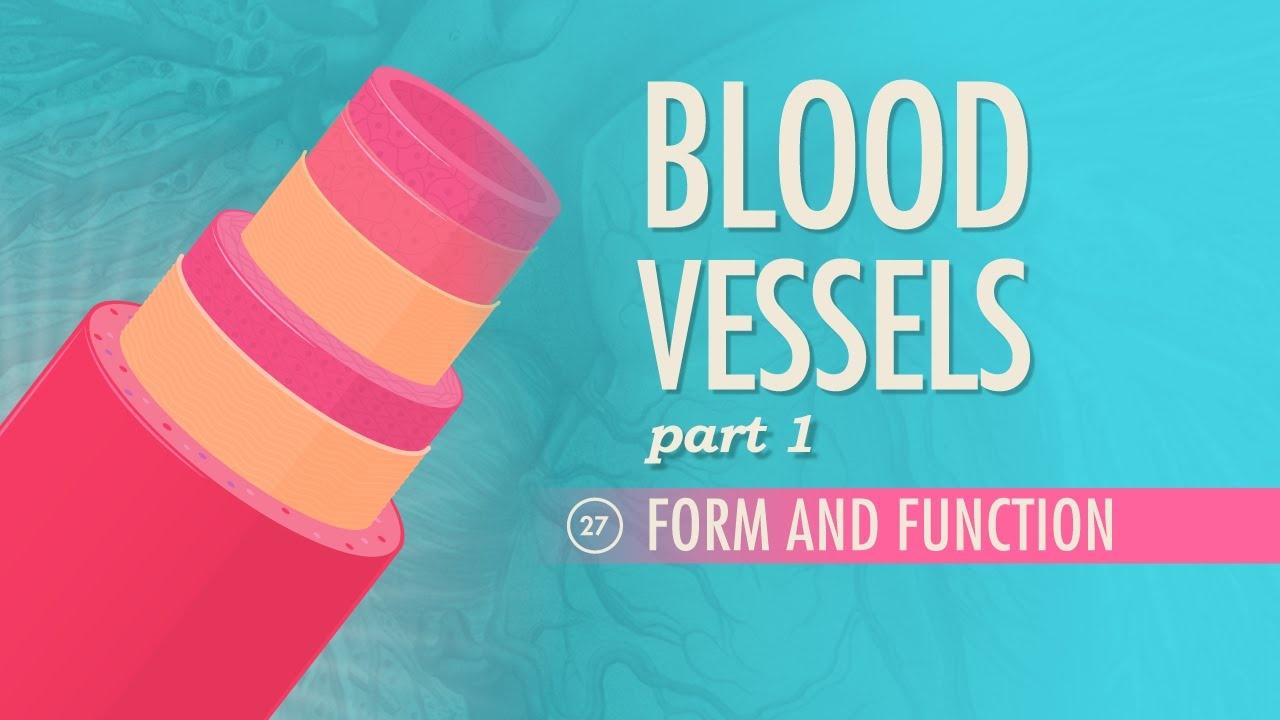 Blood Vessels, Part 1 Form and Function Crash Course A&P 27 PBS