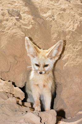 "Fennec Fox, Canis zerdus, libyan desert, Libya, Africa" | Animals