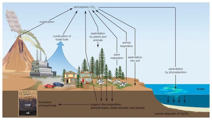 The Roots of the Carbon Cycle | Science | Interactive | PBS LearningMedia