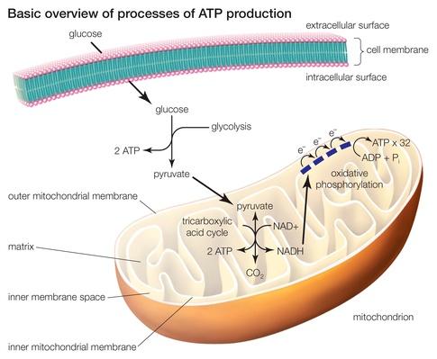 atp production science processes three technology glycolysis oxidative tricarboxylic phosphorylation acid cycle include