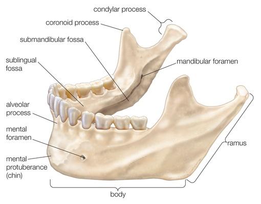 Lower Jaw 