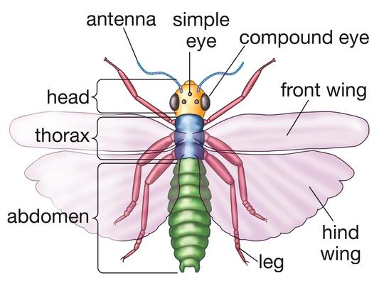 Illustration of a generalized insect with basic parts ...