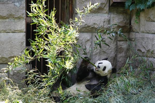 Giant Pandas In Beijing Zoo Pbs Learningmedia Giant Pandas In Beijing Zoo Pbs Learningmedia