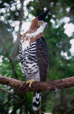 Ornate Hawk-Eagle (Spizaetus ornatus) | Social Studies | Image | PBS ...