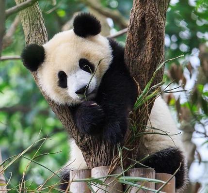 panda englisch panda englisch