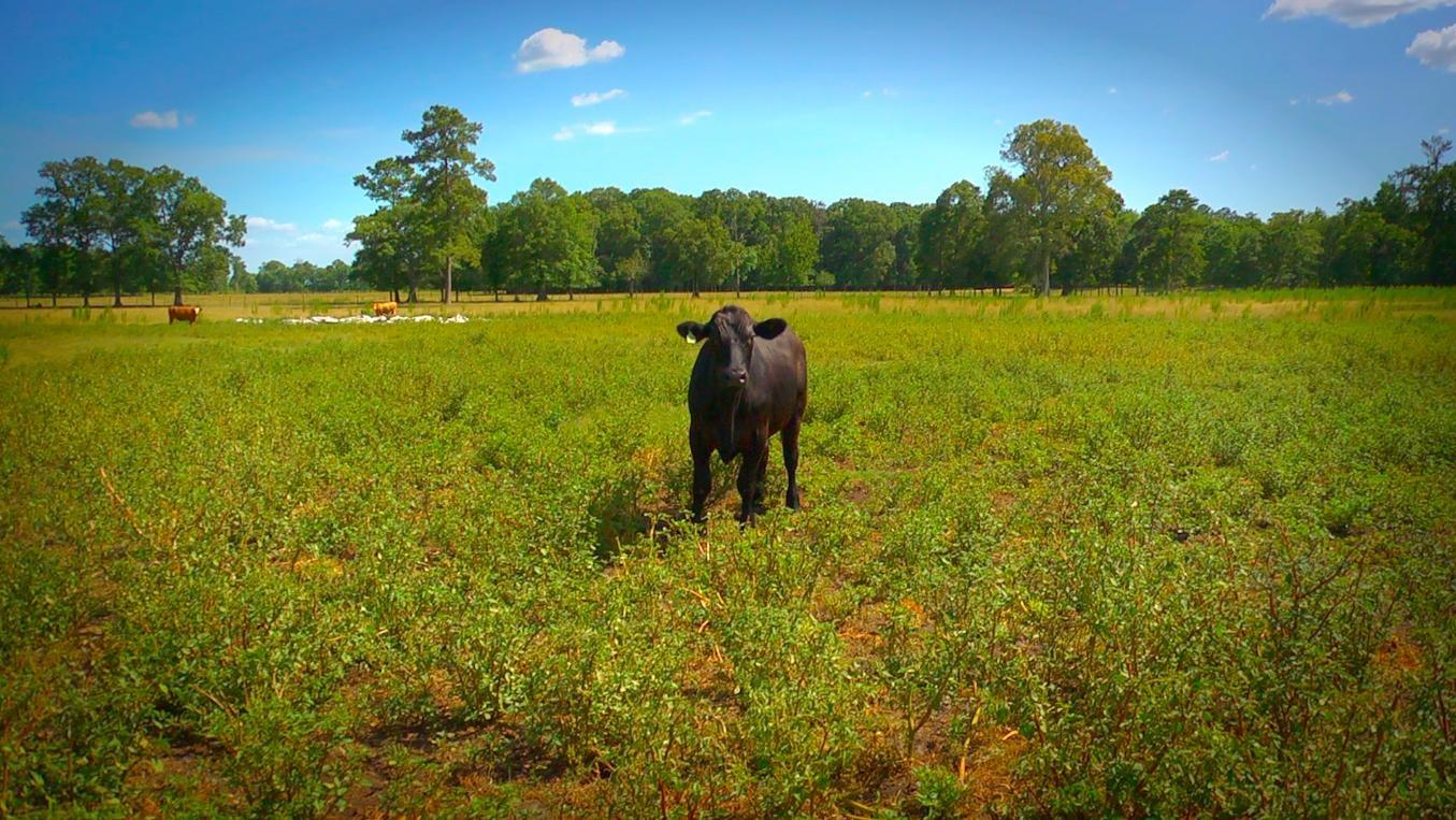 Teachable Moment The Serengeti Plains Rotational Grazing Model Fast Teachable moment the serengeti plains rotational grazing model fast