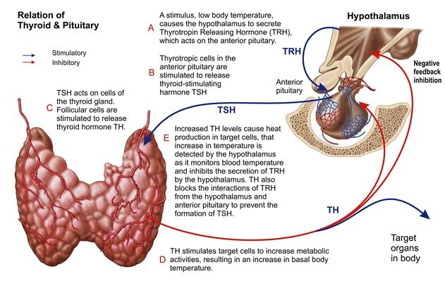 Relation of thyroid and pituitary gland | Science and Technology | PBS ...