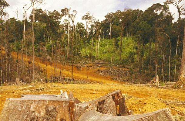 essay about rainforest essay about rainforest