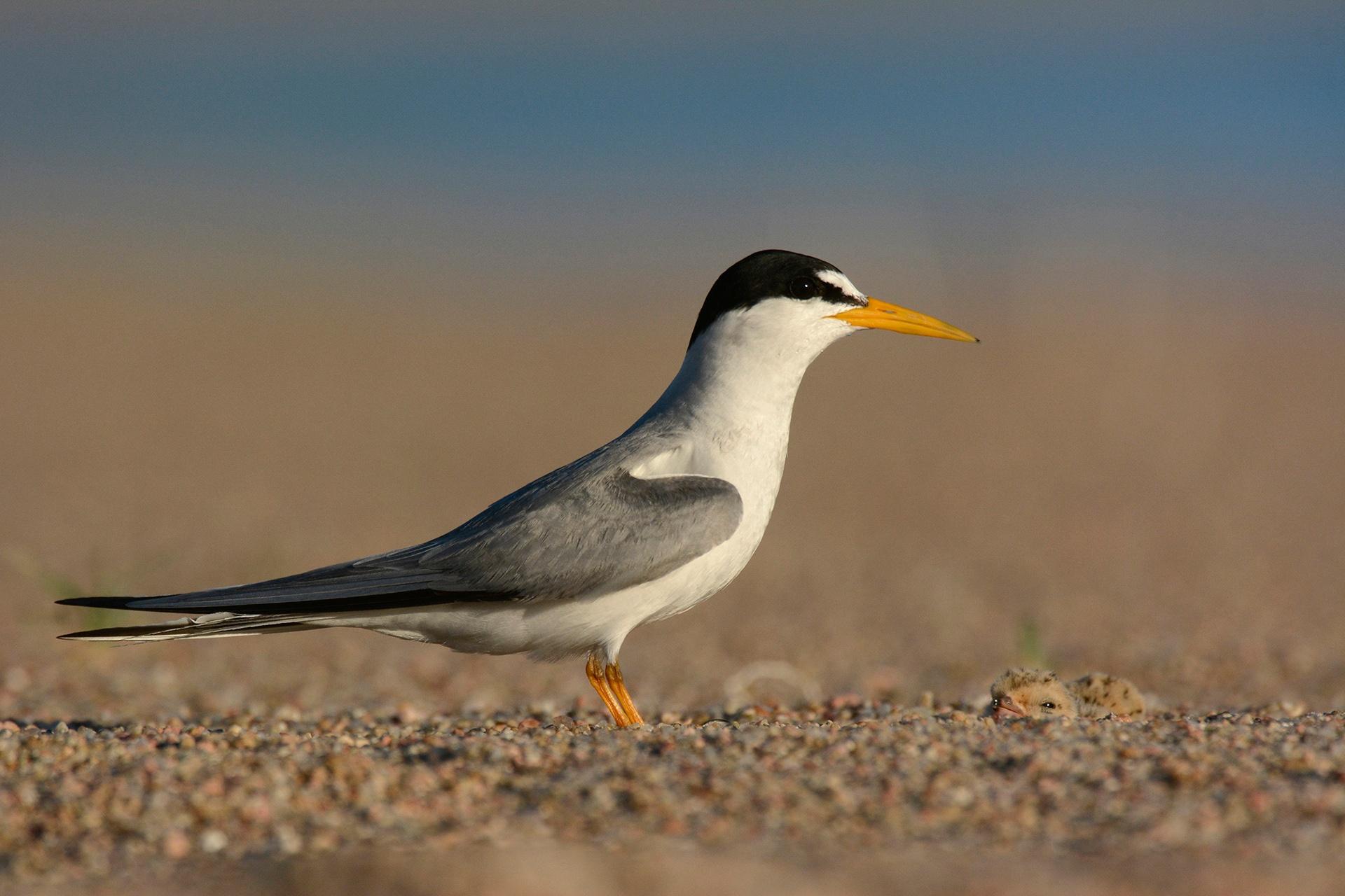 Photographs Of Terns Plovers Platte Basin Education