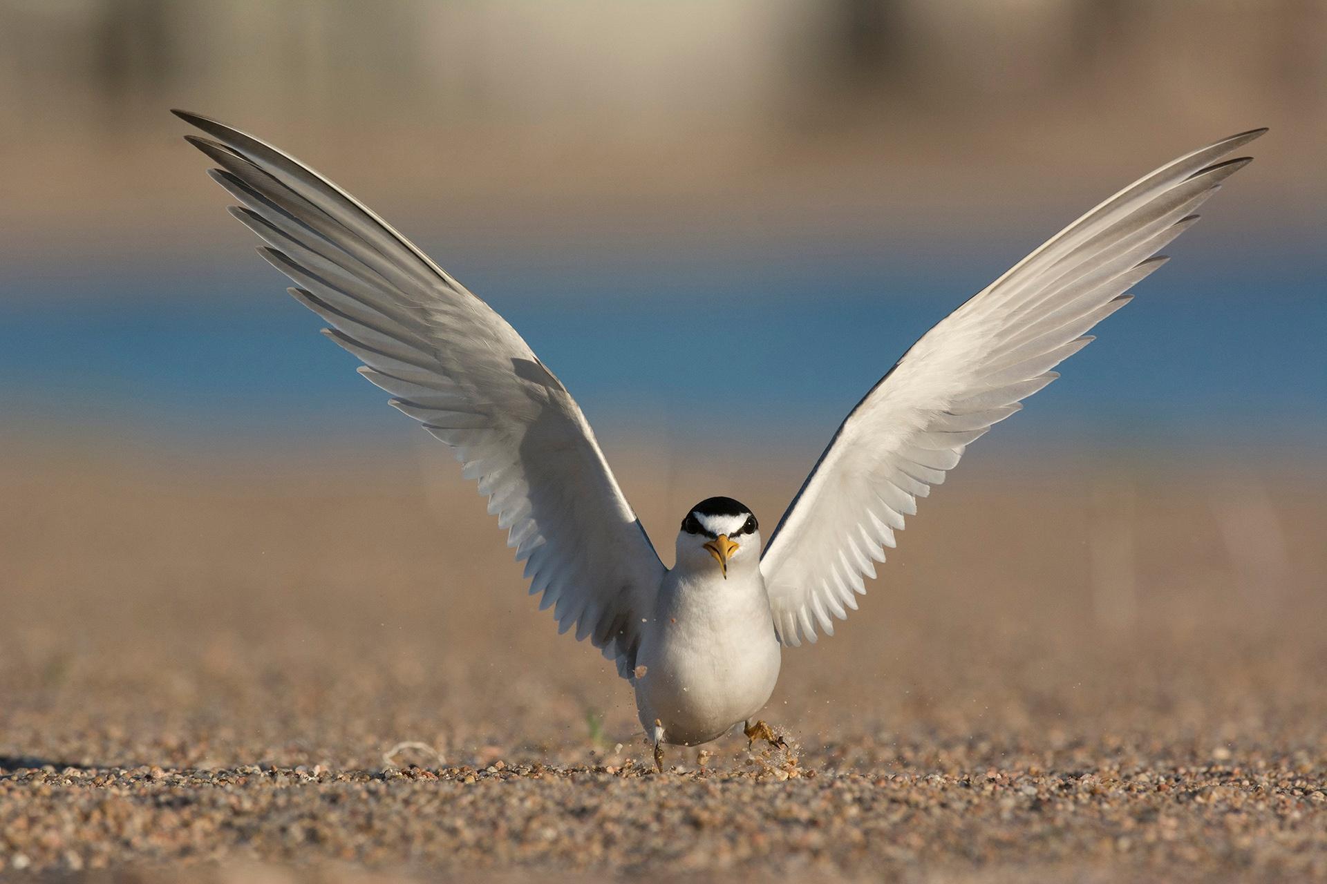 Photographs Of Terns Plovers Platte Basin Education