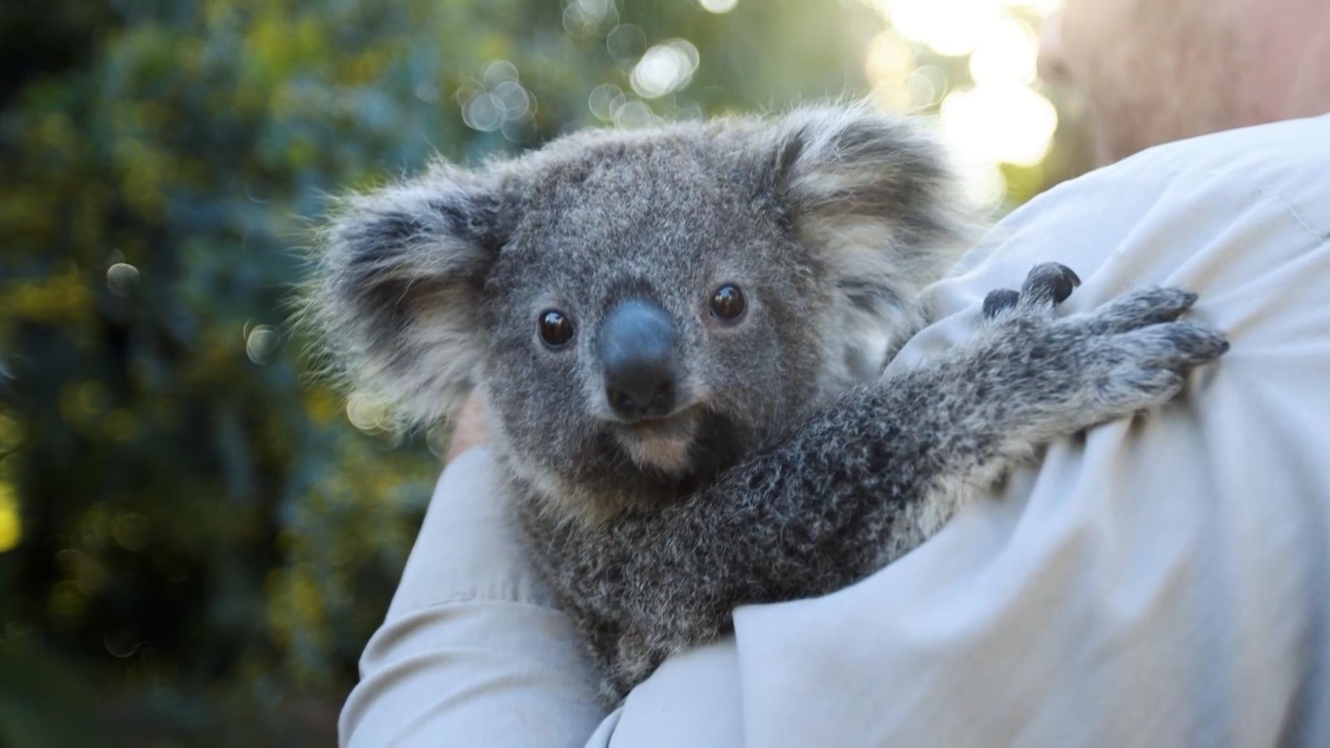 Koala Joeys | Camp TV | PBS LearningMedia