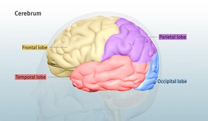 3 D Brain Animation Science Health and Physical 