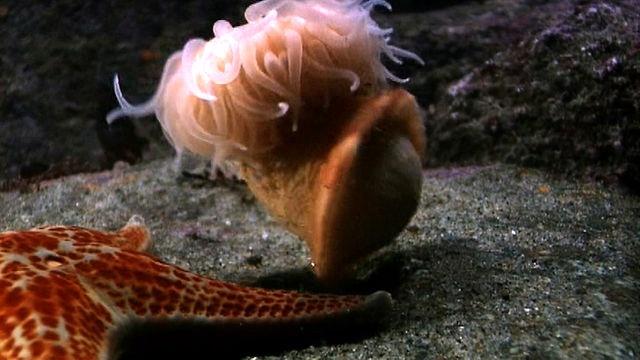 the-shape-of-life-cnidarians-anemone-swims-away-from-sea-star-pbs