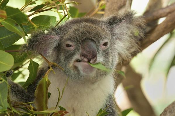 Koala essay