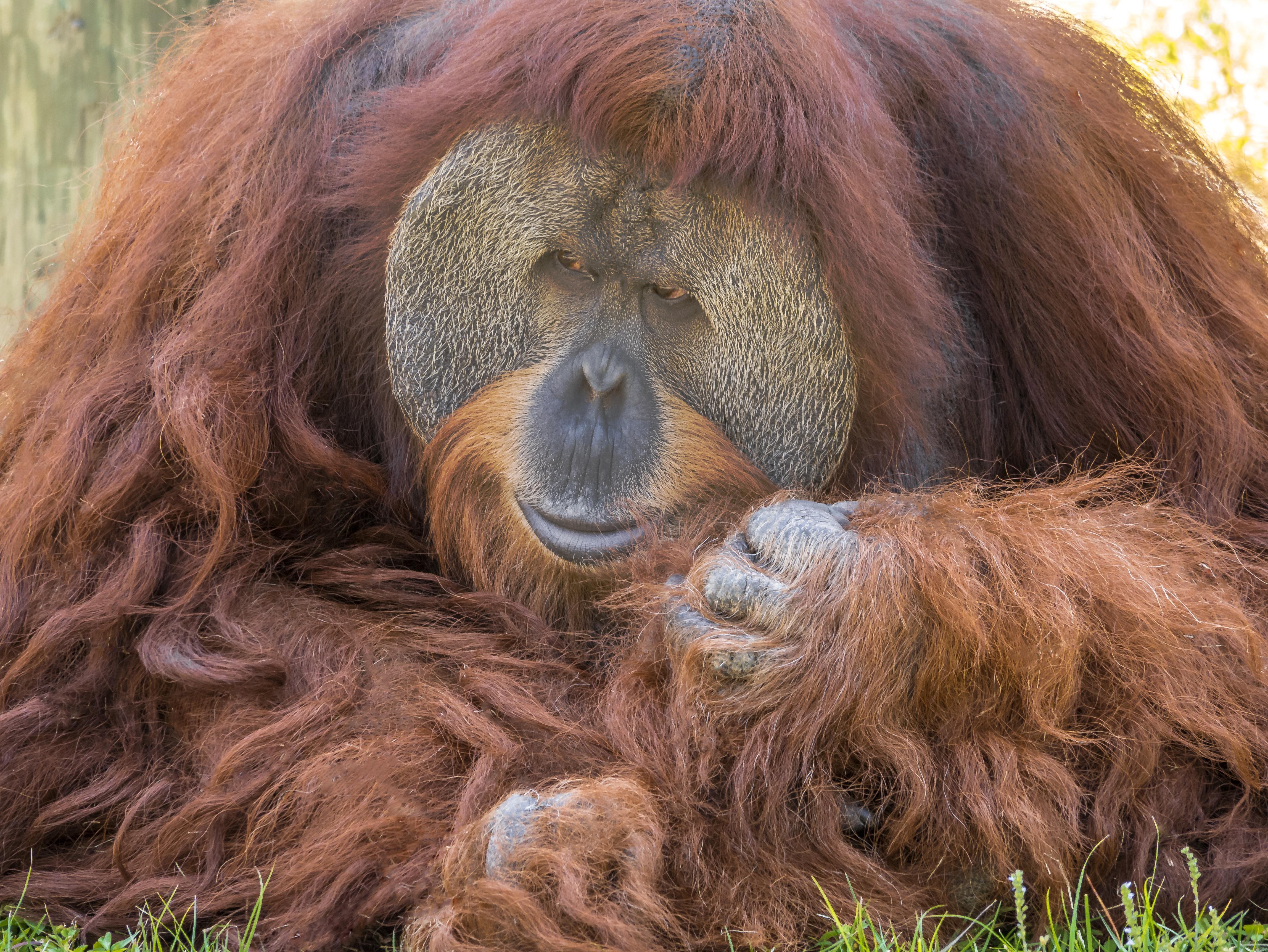 jellycat pongo orangutan