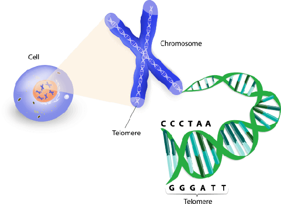 Human cell, chromosome and telomere | Science and Technology | Social ...