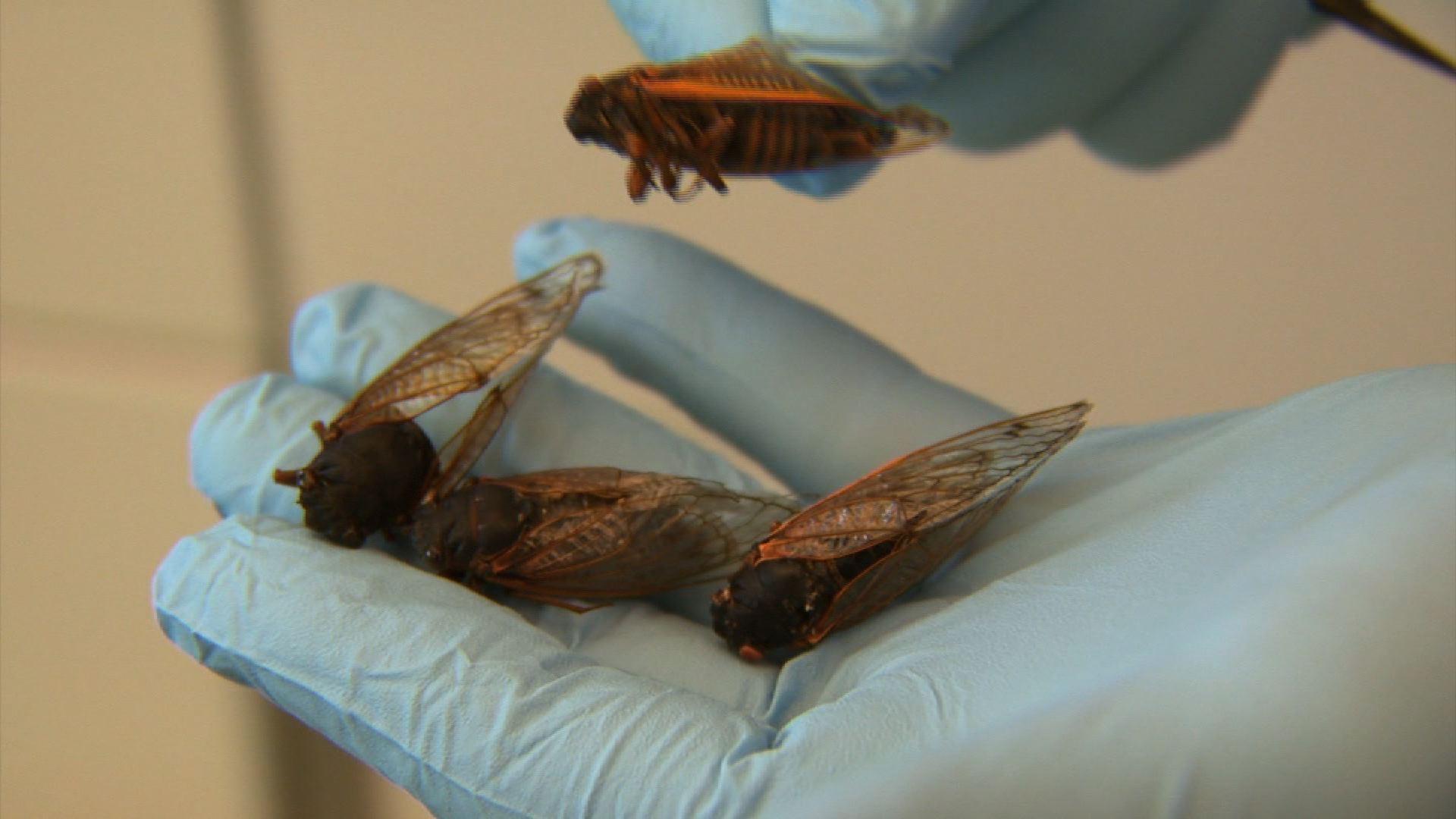 Cicada Secrets | PBS LearningMedia