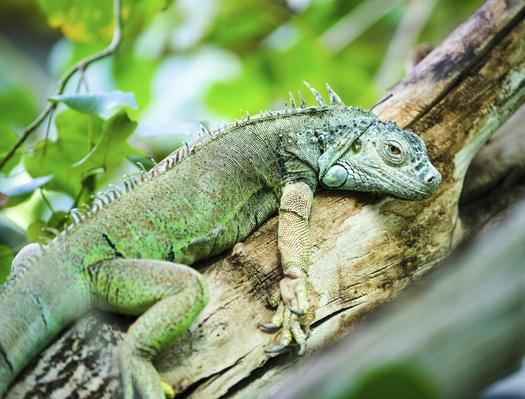 Green Iguana on folliage | Animals, Habitats, and Ecosystems | Social ...