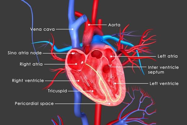 Human Heart | Science and Technology | Social Studies | Image | PBS ...