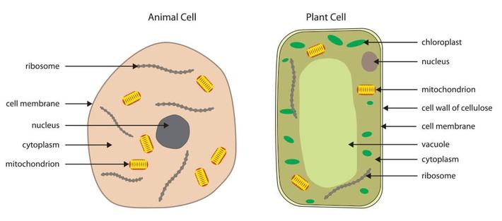 Diagrams of animal and plant cells | Plants and Animals ...