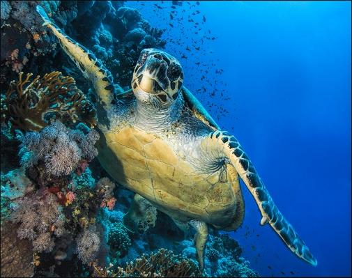 Green Sea Turtle, Red Sea | Animals, Habitats, and Ecosystems | Social ...