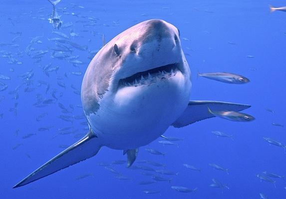 Great White Shark Endangered