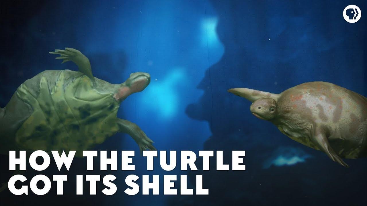 How The Turtle Got Its Shell Eons Pbs Learningmedia 