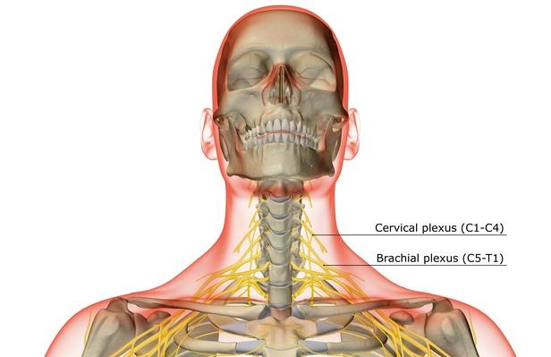 The Bones Of The Neck 