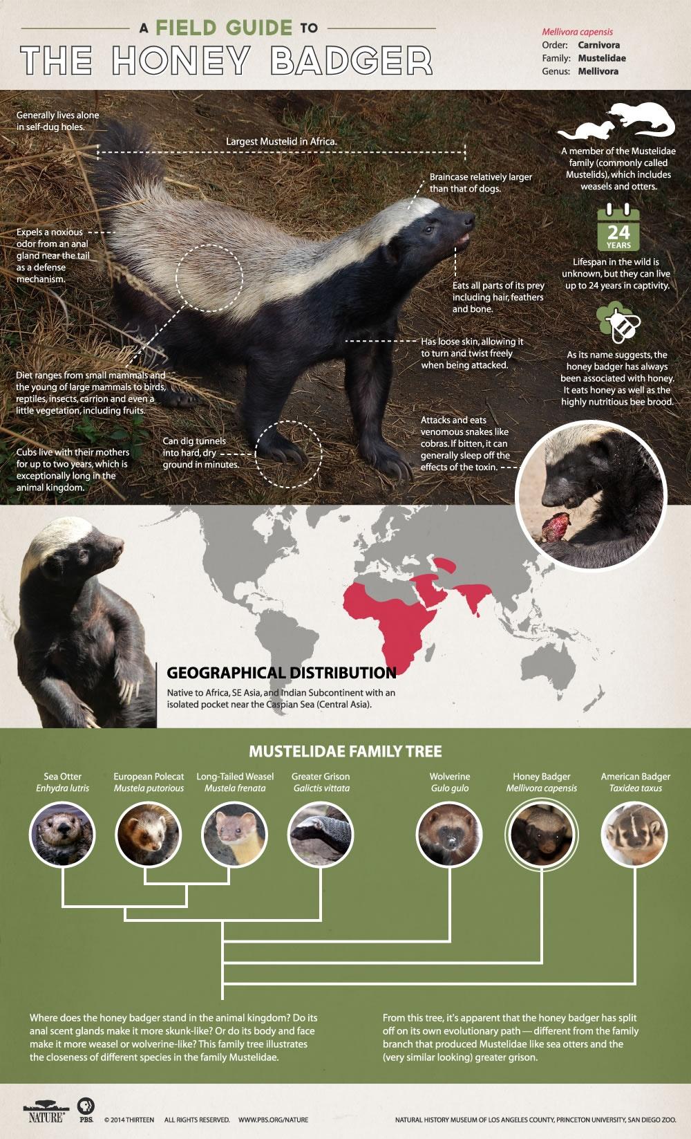 Honey Badgers: Masters of Mayhem, Nature