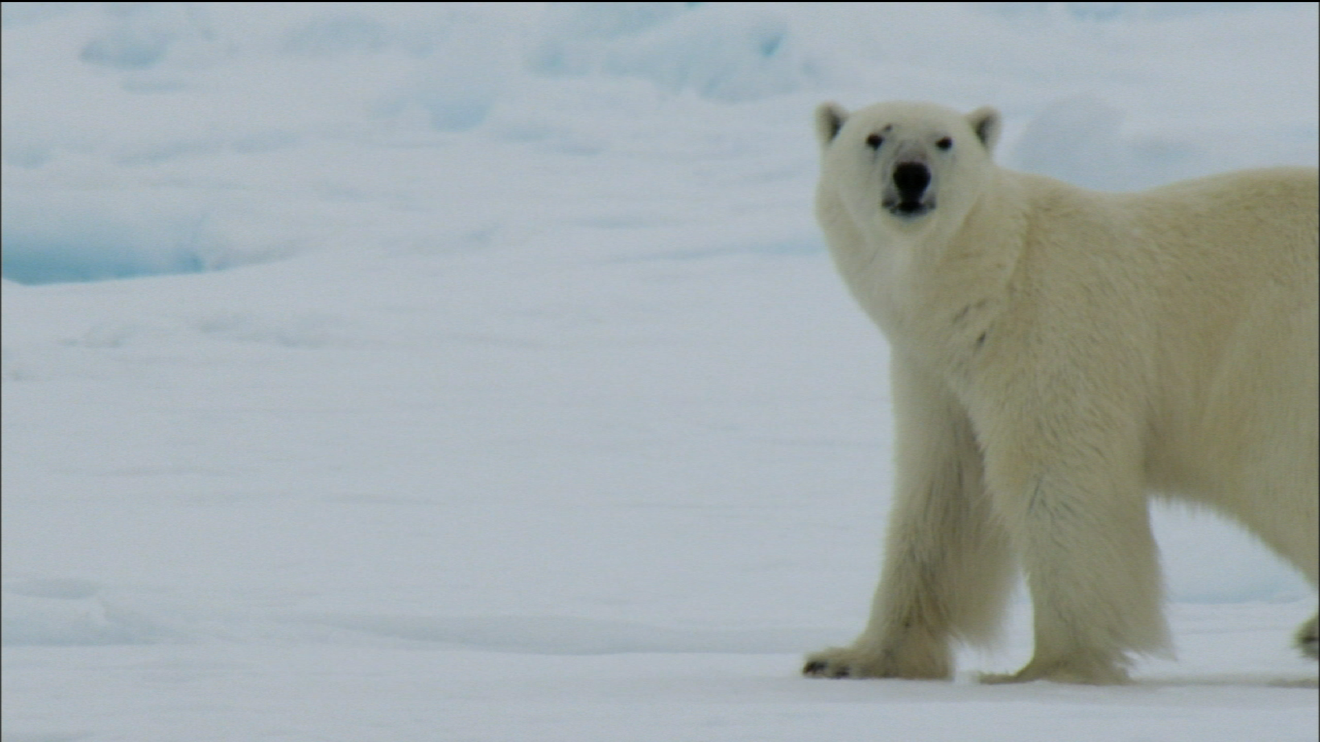 Adaptations Of Arctic Animals Pbs Learningmedia