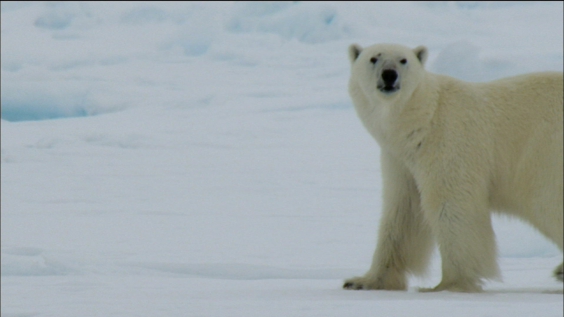 animal adaptation polar bear