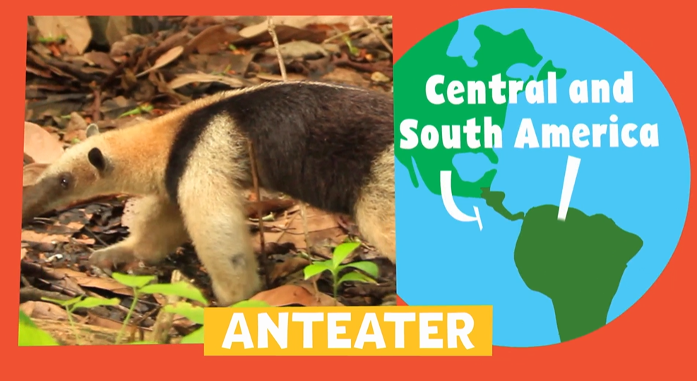 Animal Alphabet | Anteater | PBS LearningMedia