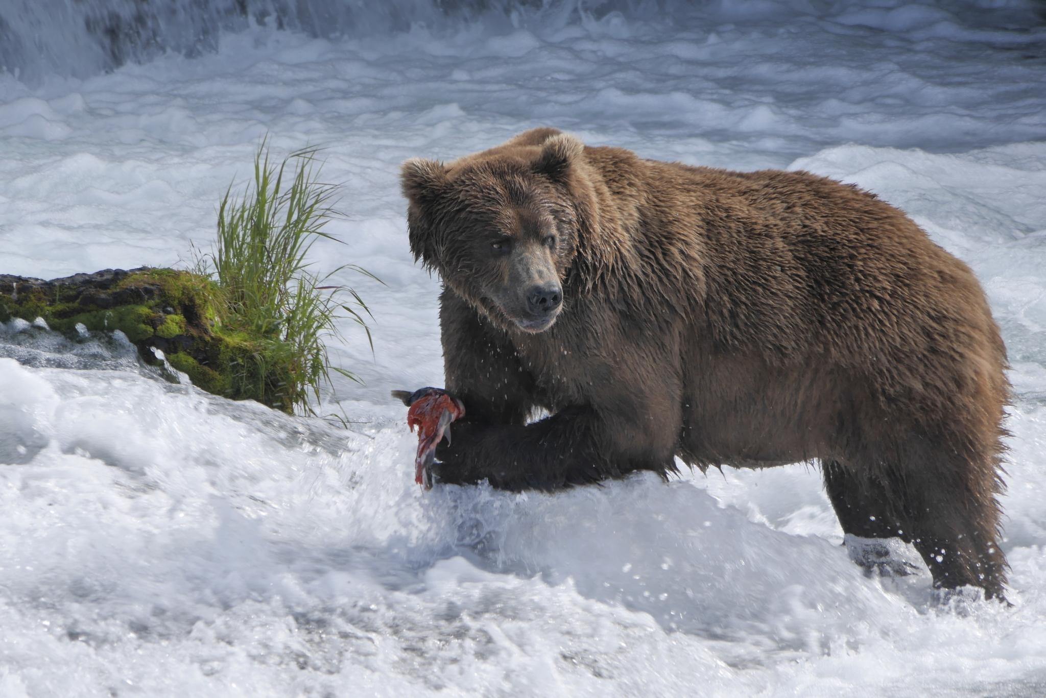 Play: Wild Alaska