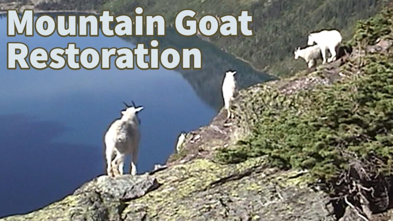 Giving Up Modern Life to Become a Goat Herder in Montana 