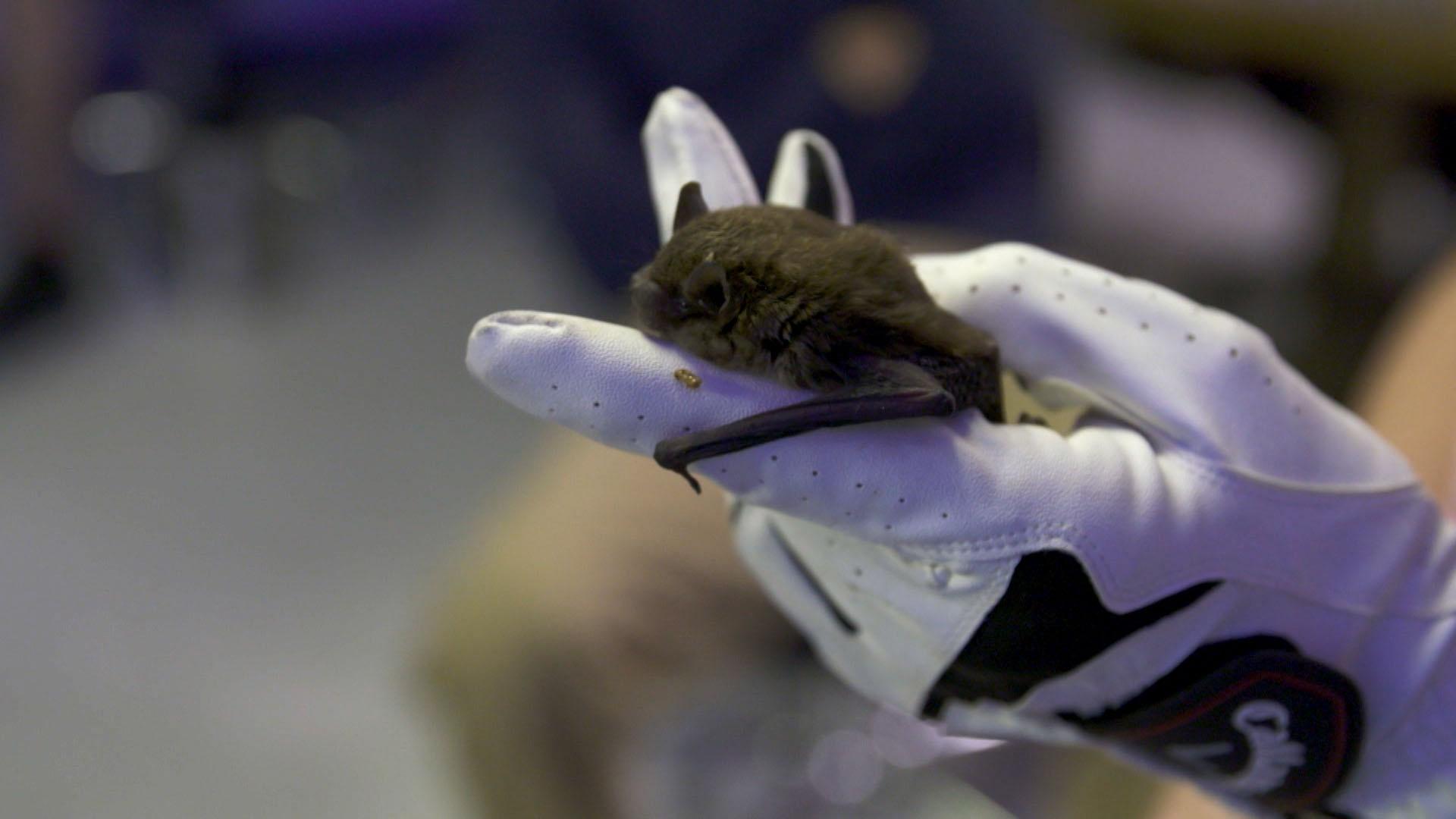 Bat Woman: Researching Arizona's Bats| The Arizona Collection | PBS ...