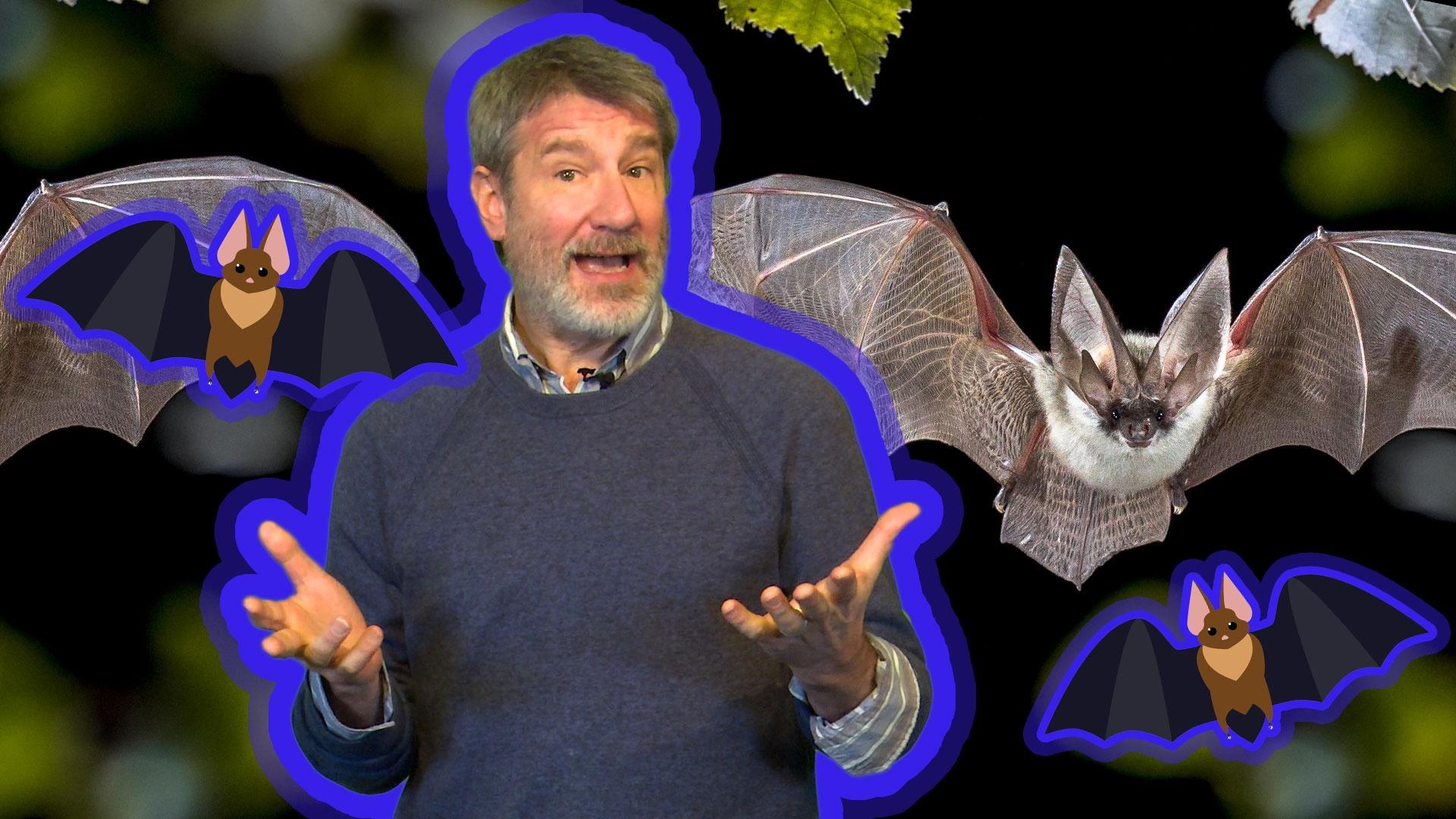 Bats! Mysterious Flying Mammals | Spot on Science | PBS LearningMedia