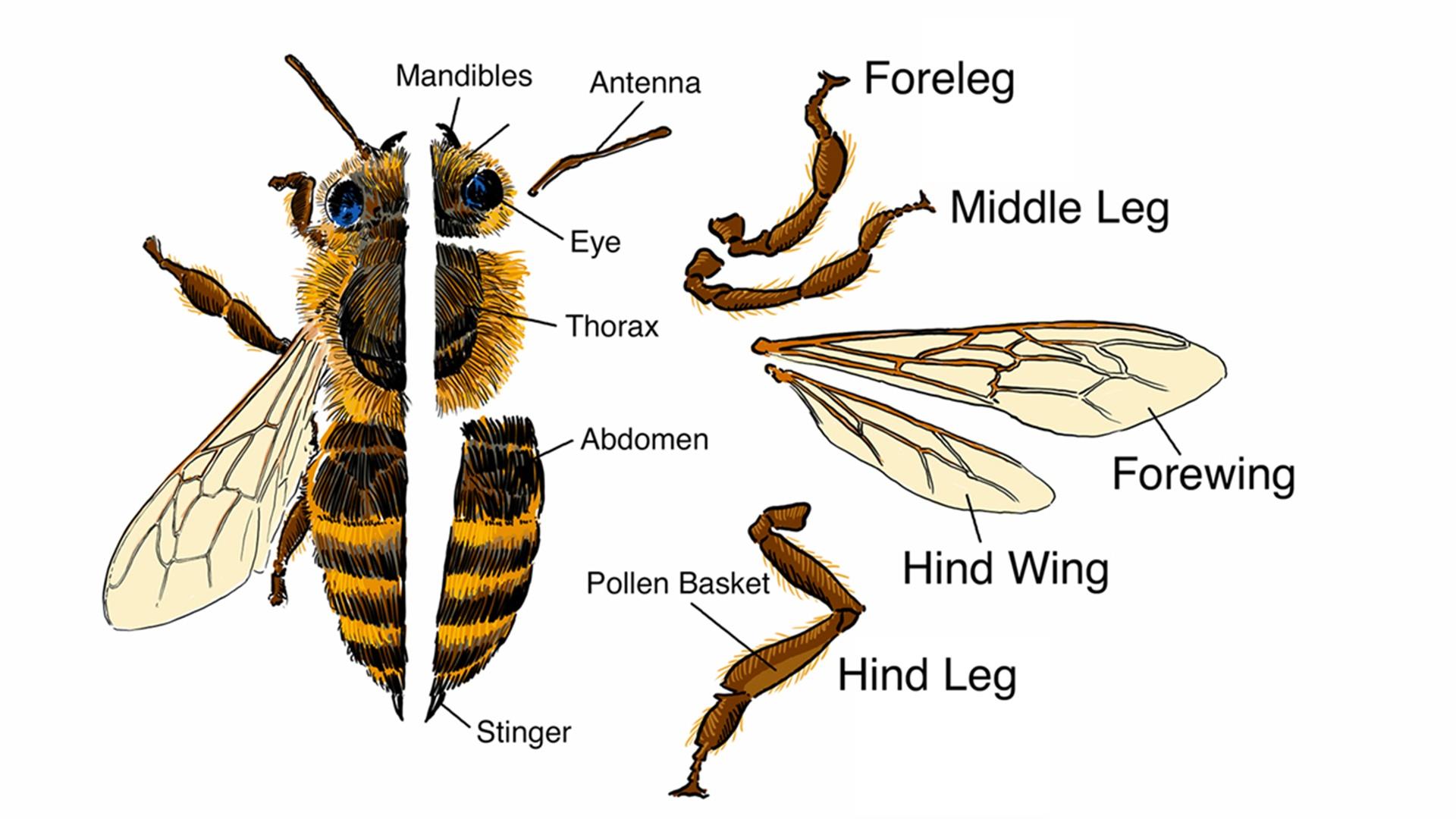 Bee Parts Anatomy And Senses Of The Bee Celebrating Nebraska