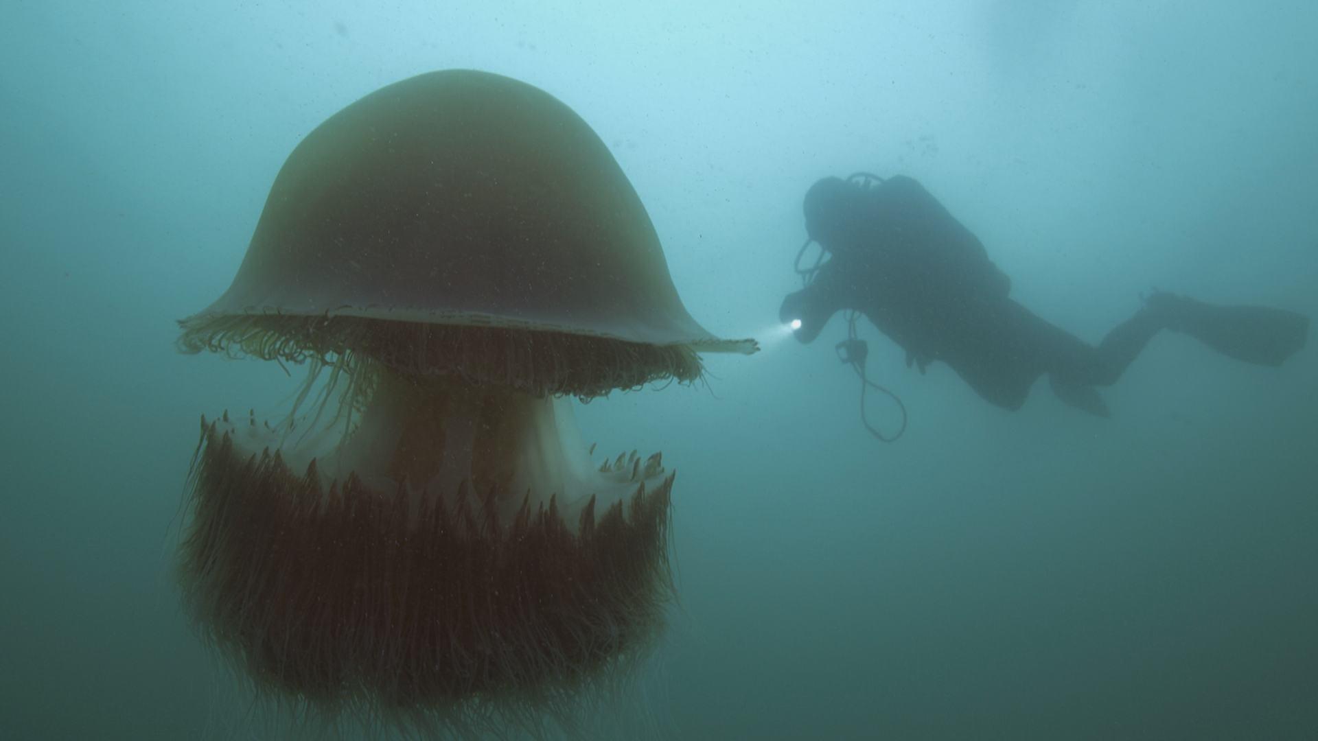 biggest jellyfish in the world