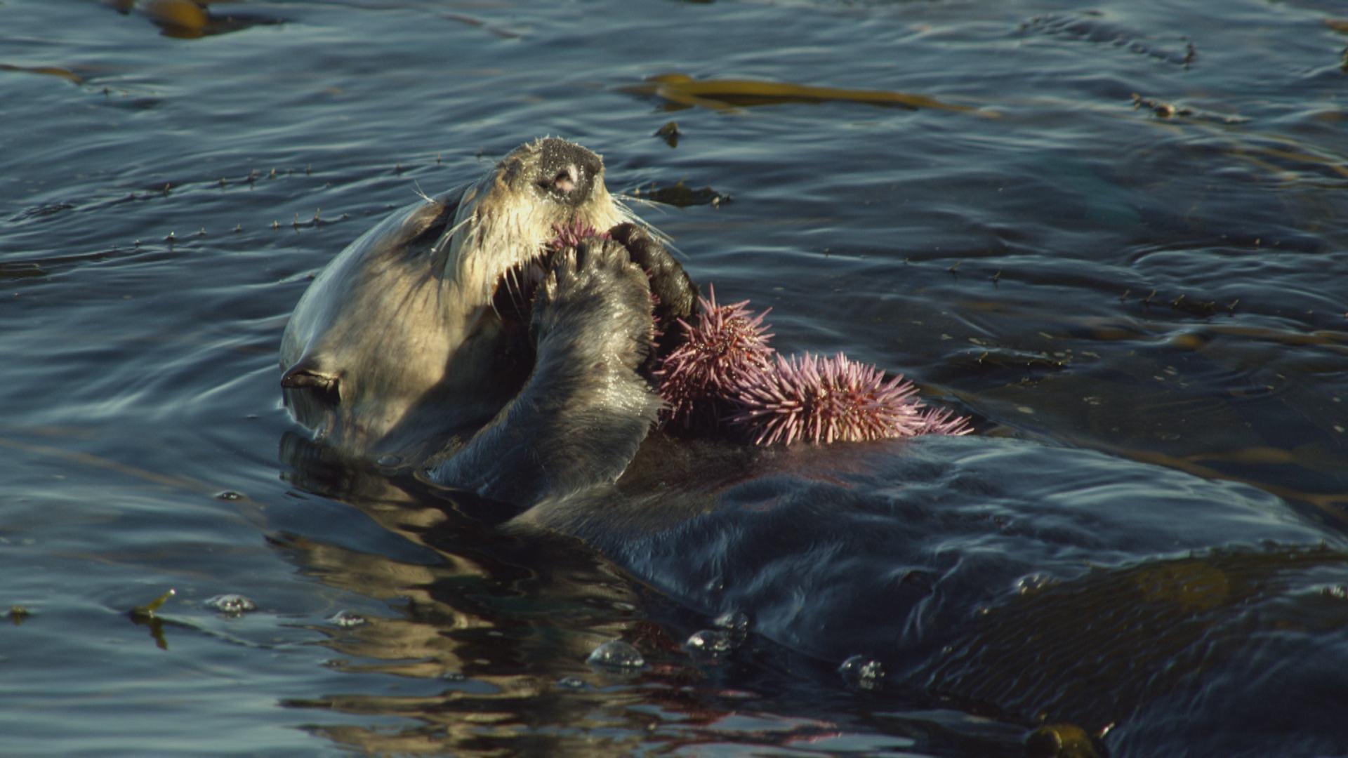 Sea Otters Eating Food