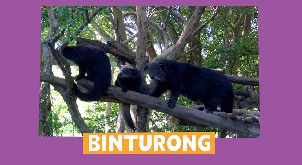 Animal Alphabet Binturong Pbs Learningmedia