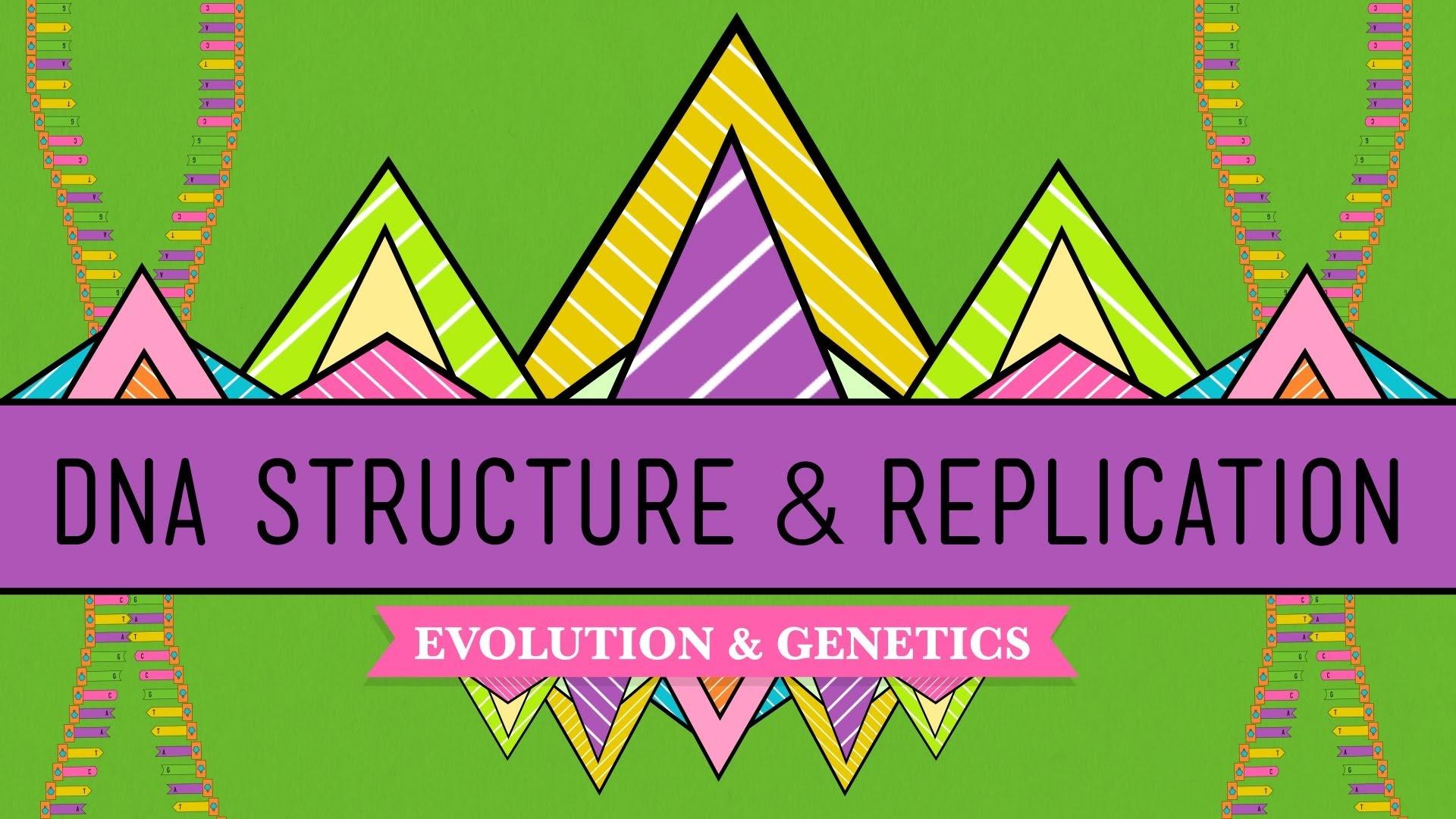 Dna Structure And Replication Crash Course Biology 10 Worksheet Answer Key