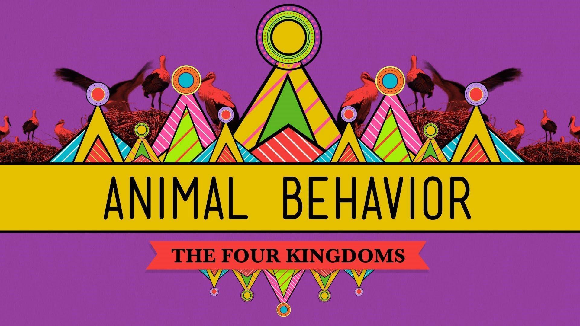 Animal Behavior | Crash Course Biology | PBS LearningMedia