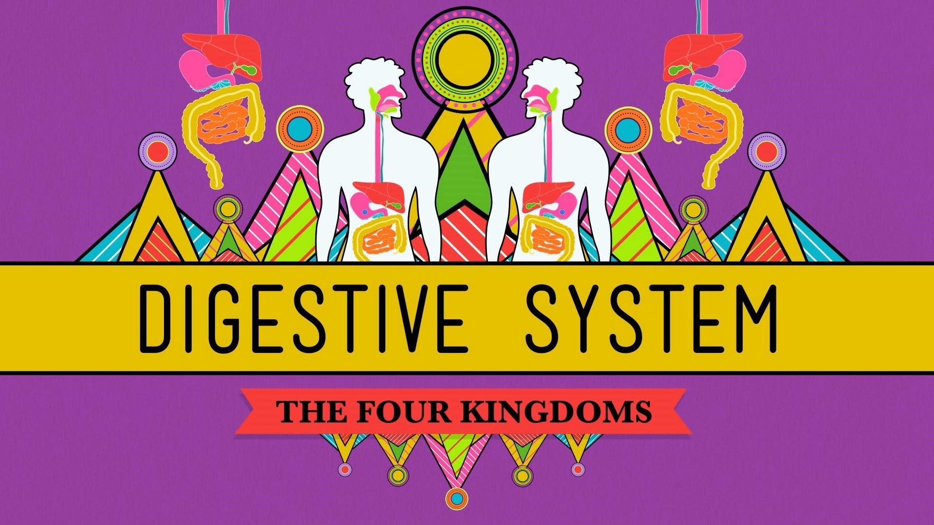 the-digestive-system-crash-course-biology-pbs-learningmedia