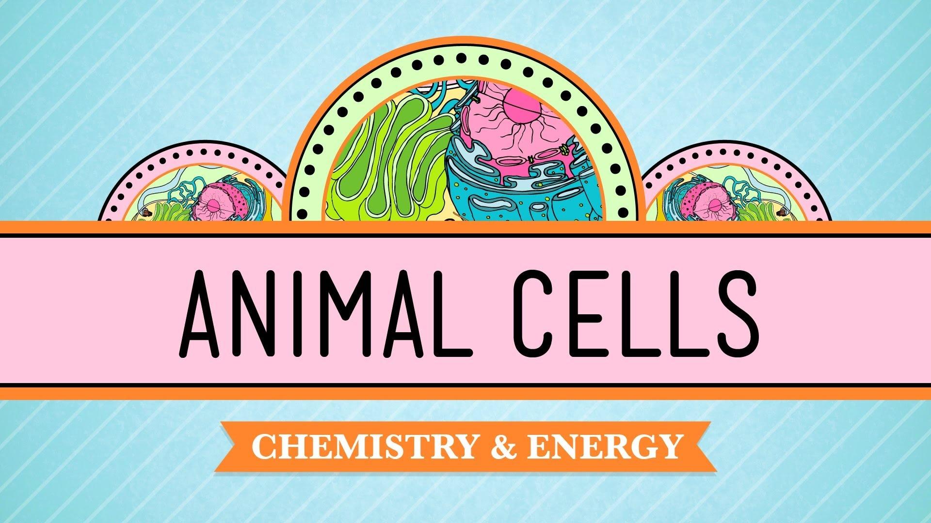 Eukaryopolis: The City of Animal Cells | Crash Course Biology | PBS  LearningMedia