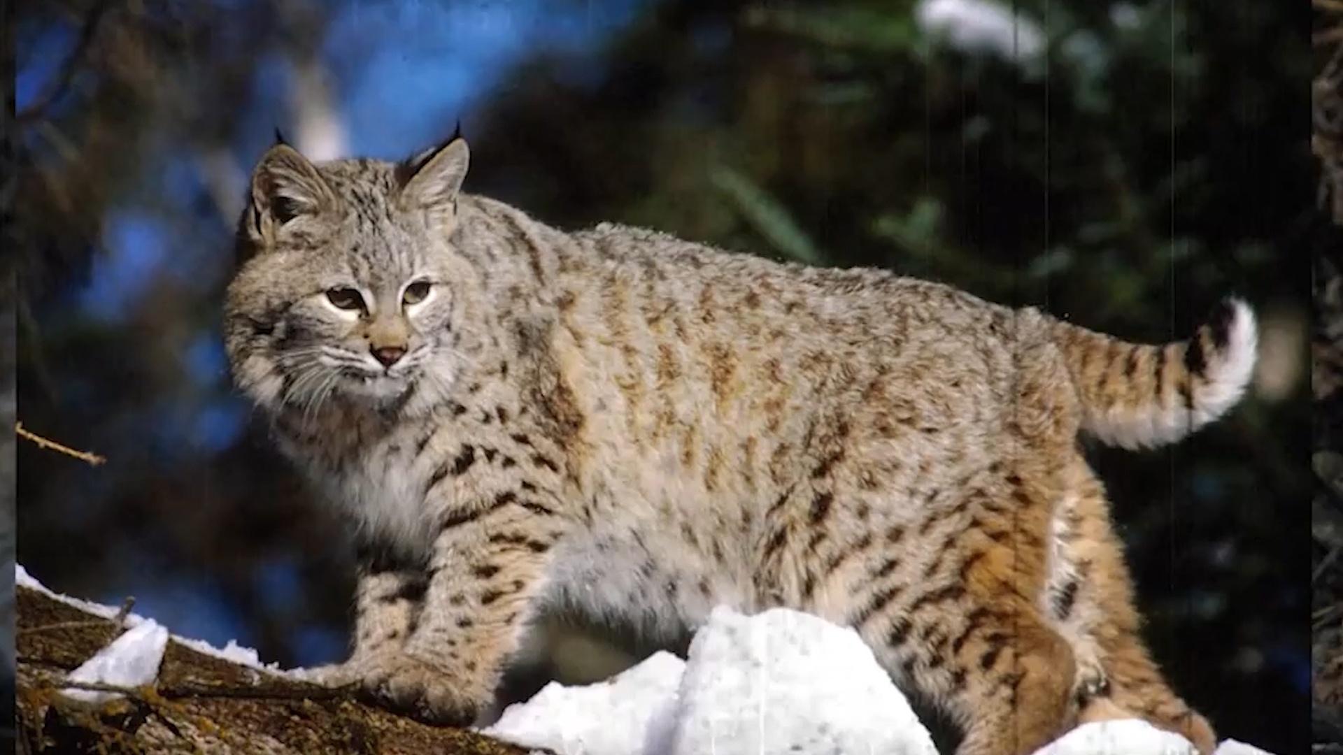 Ohio's Native Cats | Know Ohio | PBS LearningMedia