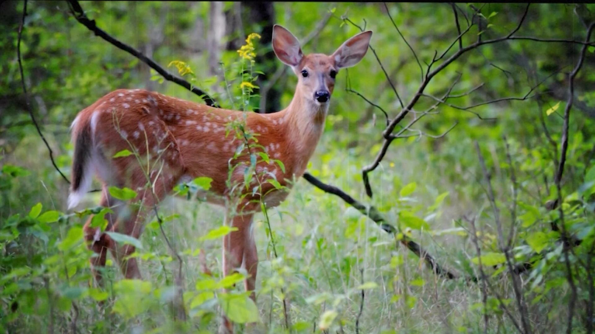 our-state-animal-the-white-tailed-deer-know-ohio-pbs-learningmedia