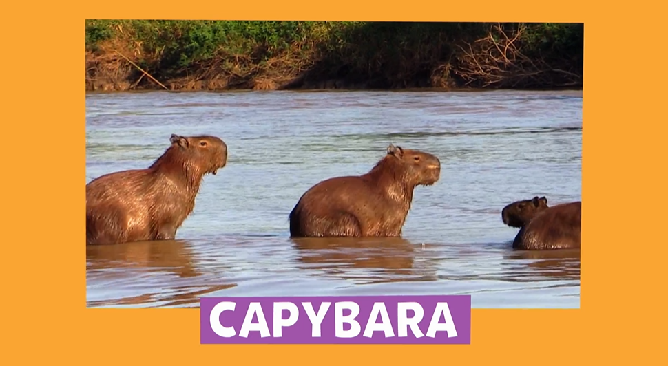 Capybara | Animal Alphabet | Grades K-2 Preschool Teaching and Lesson ...